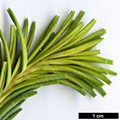 SpeciesSub: subsp. ericifolia SpeciesSub: subsp. ericifolia